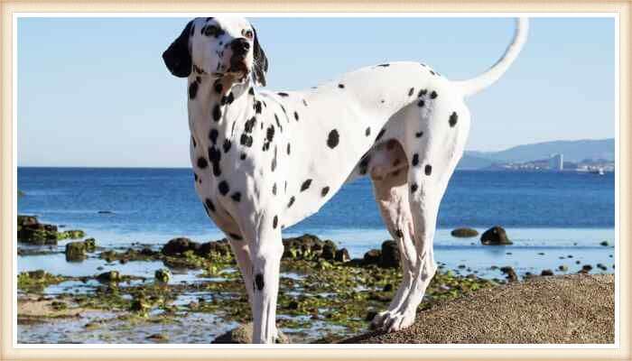 hermoso perro dálmata de lunares grandes