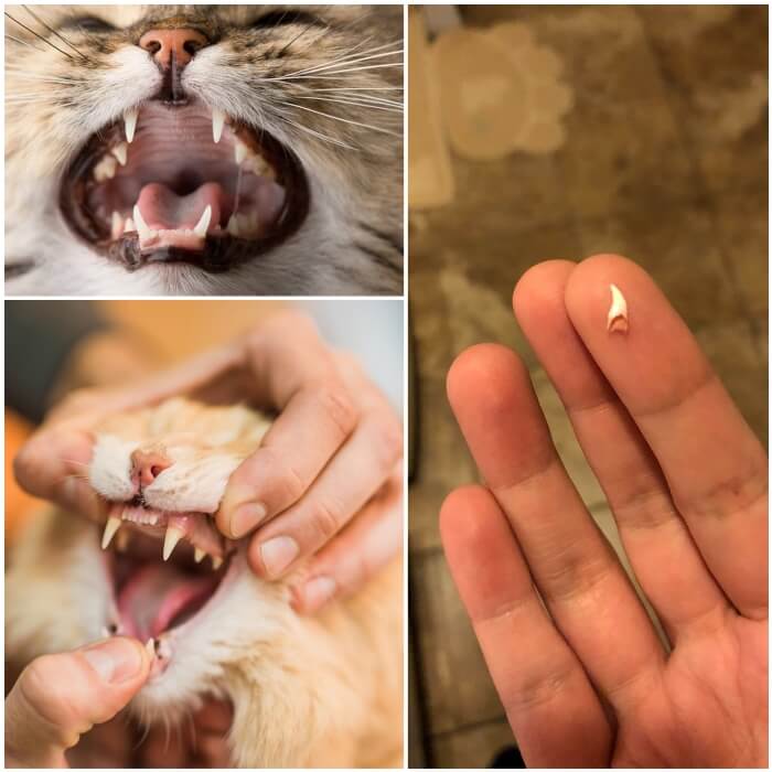 dueño examinando los dientes de su gato
