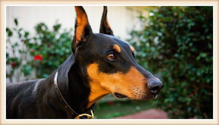 doberman de mirada vigilante