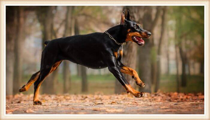 doberman corriendo al aire libre