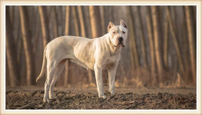 dogo argentino erguido sobre el terreno