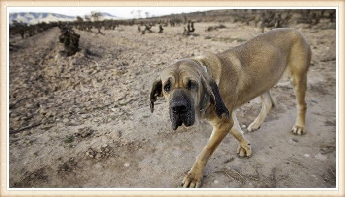 fila brasileño caminando en terreno árido