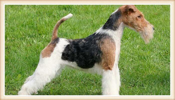 fox terrier de pelo duro parado con cola levantada