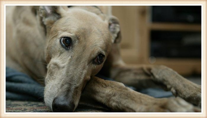 galgo inglés echado en el suelo