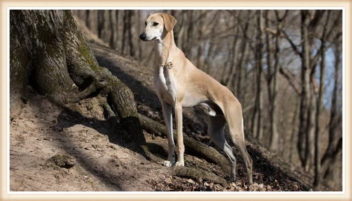 galgo sloughi parado sobre las raíces de un árbol