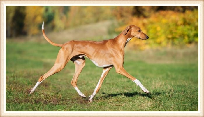 galgo azawakh paseando al aire libre