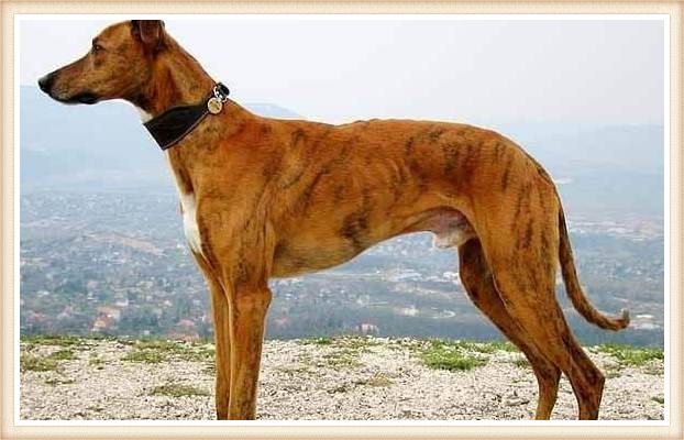 galgo banjara atigrado con collar negro