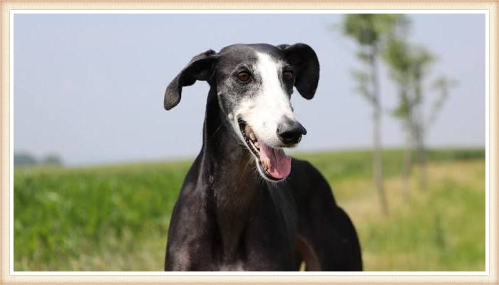 galgo español negro y blanco 