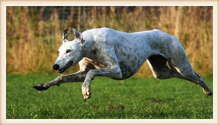 galgo inglés corriendo velozmente