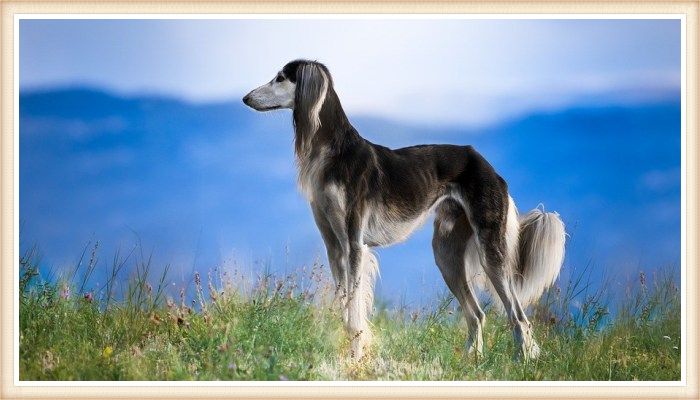 galgo saluki parado sobre el pasto