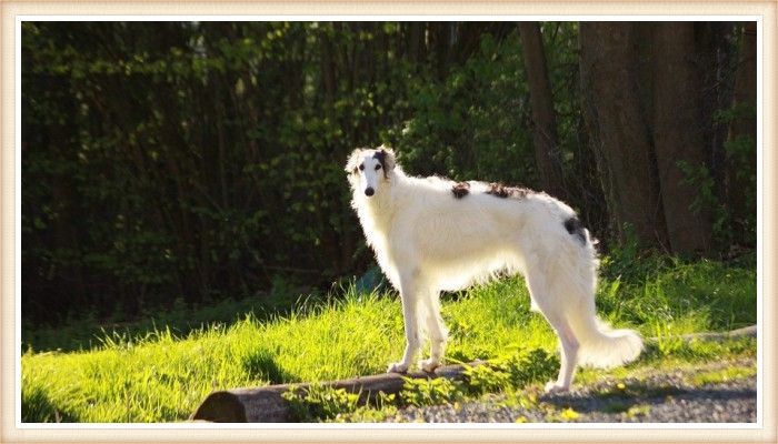 galgo borzoi parado sobre un tronco