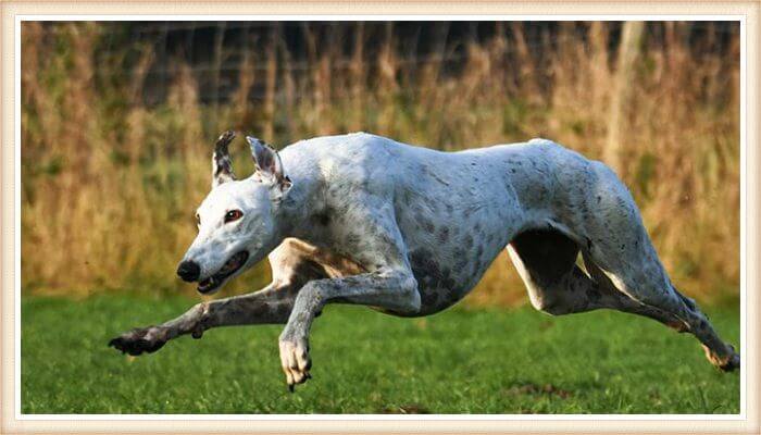 galgo corriendo al aire libre