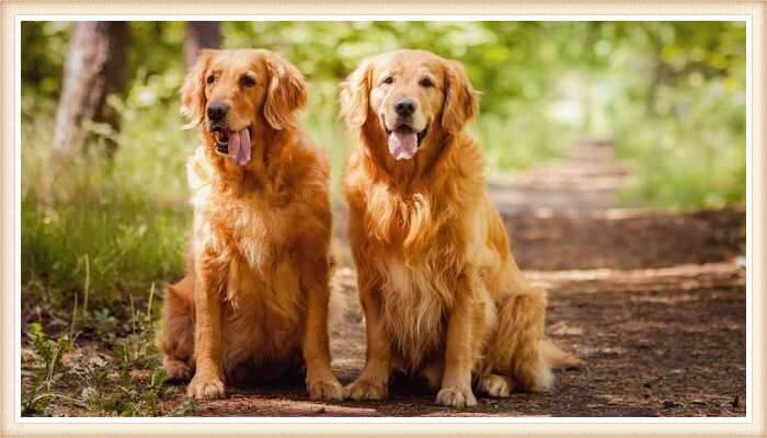 golden retrievers sentados en un sendero