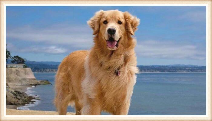 hermoso golden retriever junto al mar