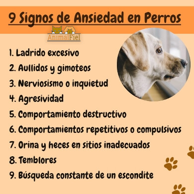 imagen-diseño sobre signos de ansiedad canina