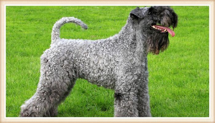 kerry blue terrier parado sobre el césped verde