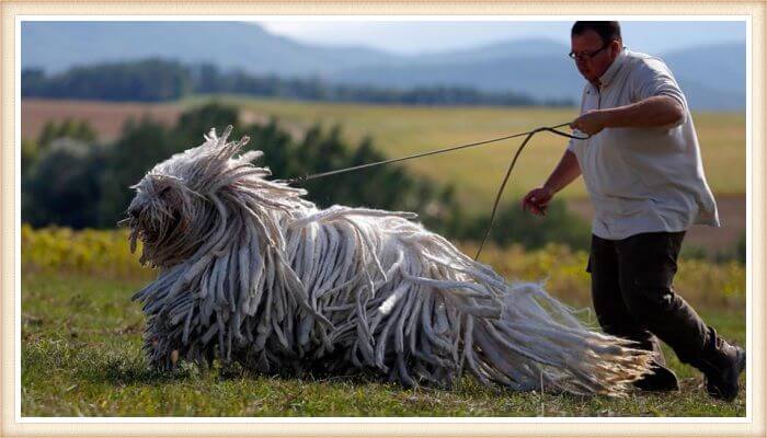 majestuoso komondor corriendo de la mano del dueño