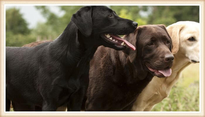 tres perros labradores de diferentes colores