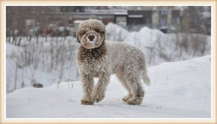 lagotto romagnolo parado sobre la nieve