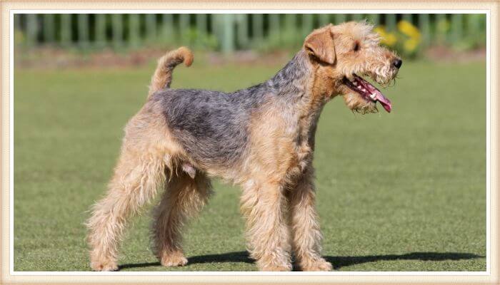 lakeland terrier parado con la lengua afuera