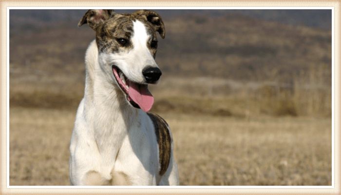 lebrel húngaro con la lengua afuera