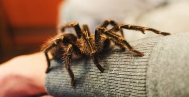 tarántula caminando sobre el brazo de su dueño