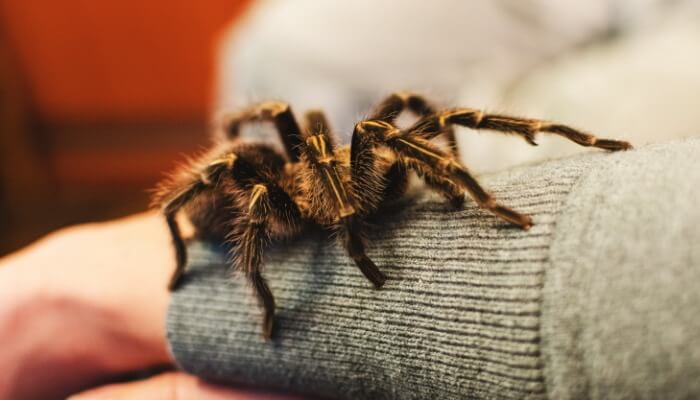 tarántula caminando sobre el brazo de su dueño