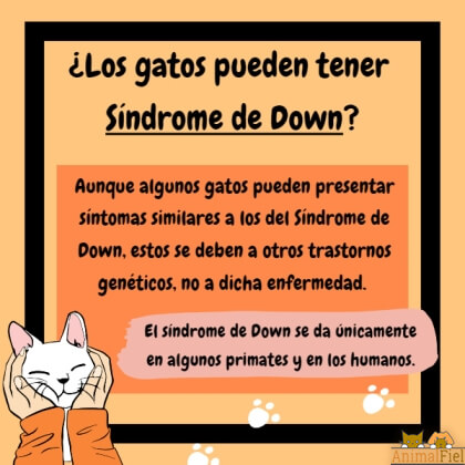 imagen-diseño sobre gatos con síndrome down