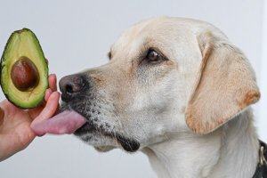perro saboreando un aguacate en la mano del dueño