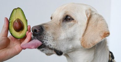 perro saboreando un aguacate en la mano del dueño