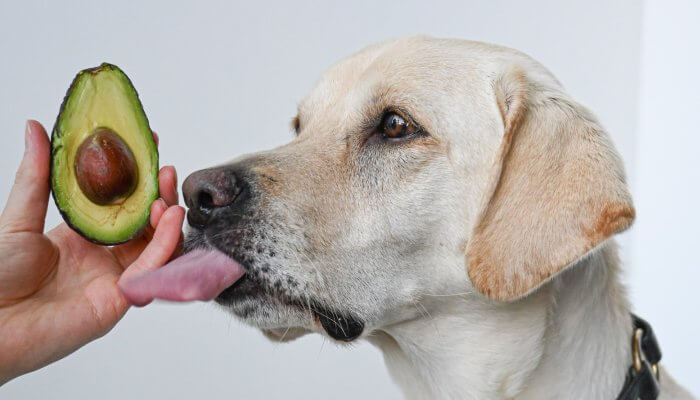 perro saboreando un aguacate en la mano del dueño
