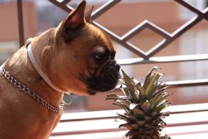 perro olfateando las hojas de una piña