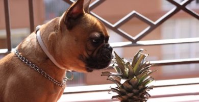 perro olfateando las hojas de una piña