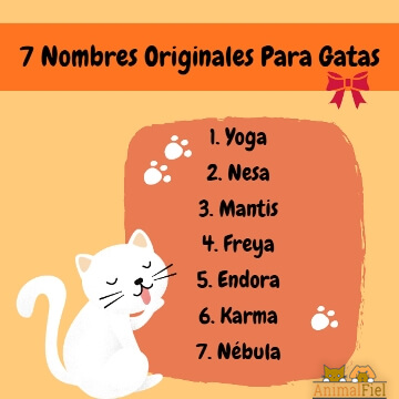 imagen-diseño nombres de gatas