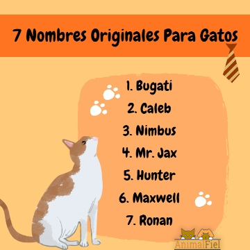 imagen-diseño sobre nombres para gatos