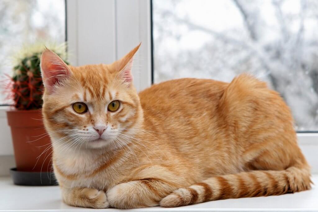 gata naranja atigrada junto a la ventana