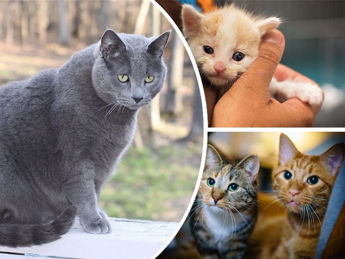 gran gato de color azulado y ojos verdosos