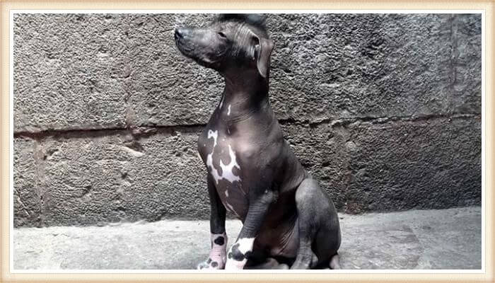 perro sin pelo peruano sentado frente a un muro