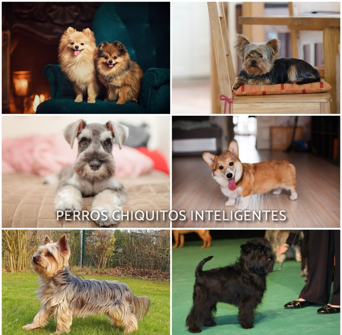 imagen collage de perros pequeños inteligentes