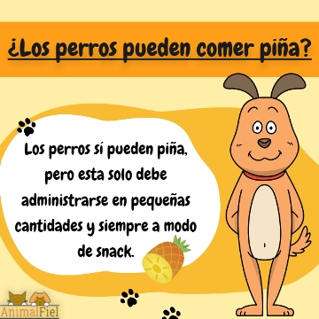 imagen-diseño sobre los perros y la piña