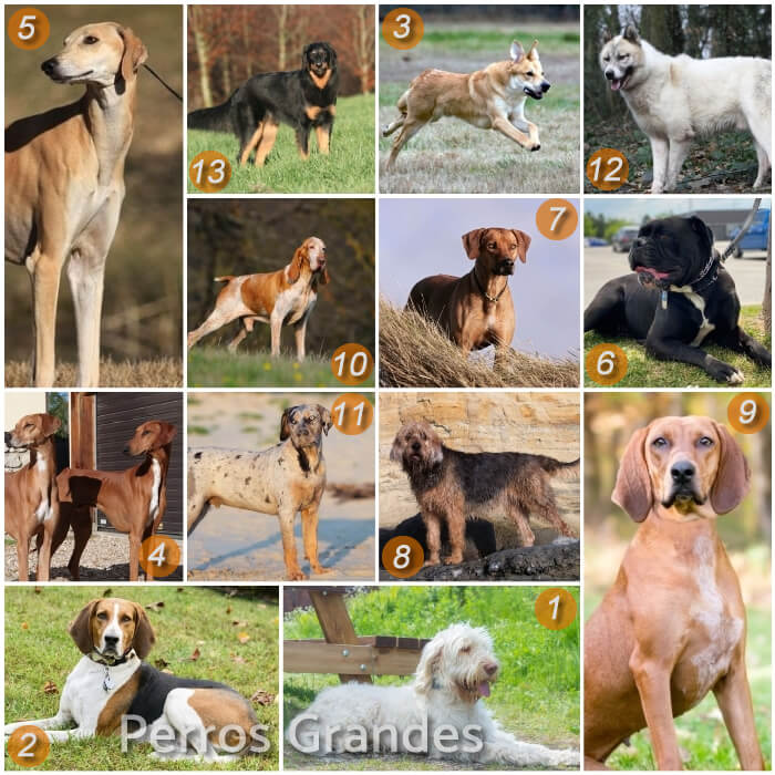 imagen collage de razas de perros grandes