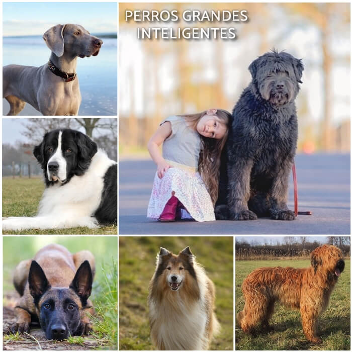 imagen collage de perros grandes inteligentes