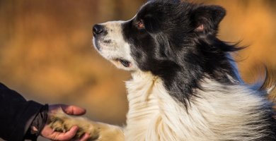 border collie dándole la para a su dueño