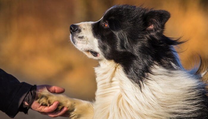 border collie dándole la para a su dueño