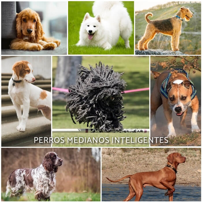 imagen collage de perros medianos inteligentes