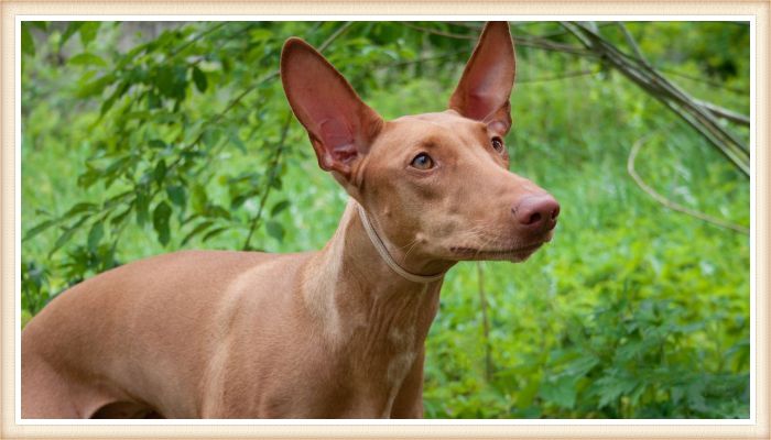 podenco faraónico de color marrón claro