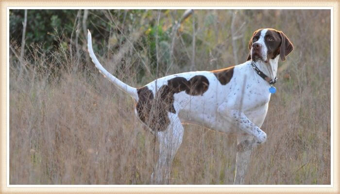 pointer inglés caminando entre la maleza