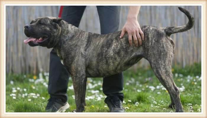 presa canario parado junto a su dueño