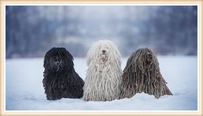 tres pulis de distintos colores echados en la nieve