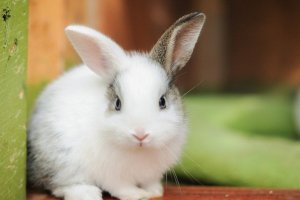 conejito blanco con una oreja gris